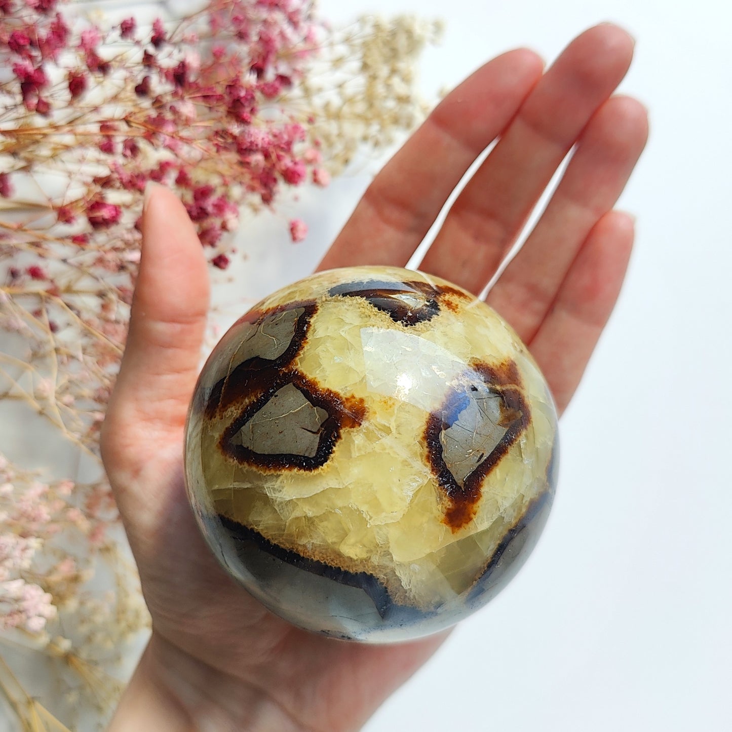 Septaria kivipallo